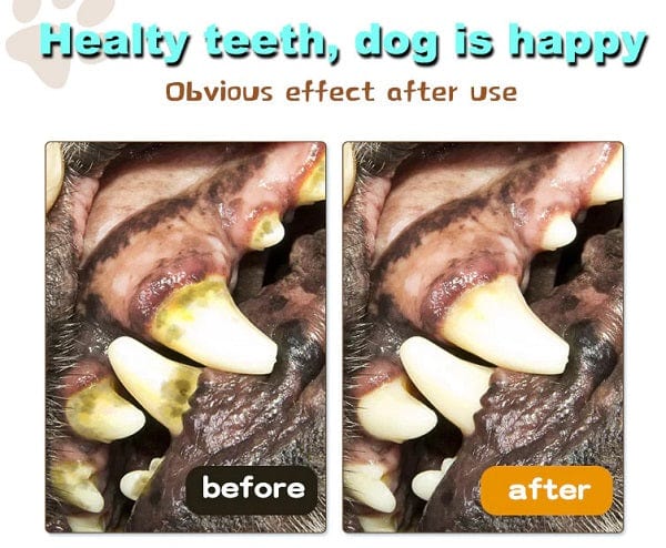 Molar Dog Pull Toy - Image 4