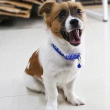 Paw Charm Pet Collars - Image 3