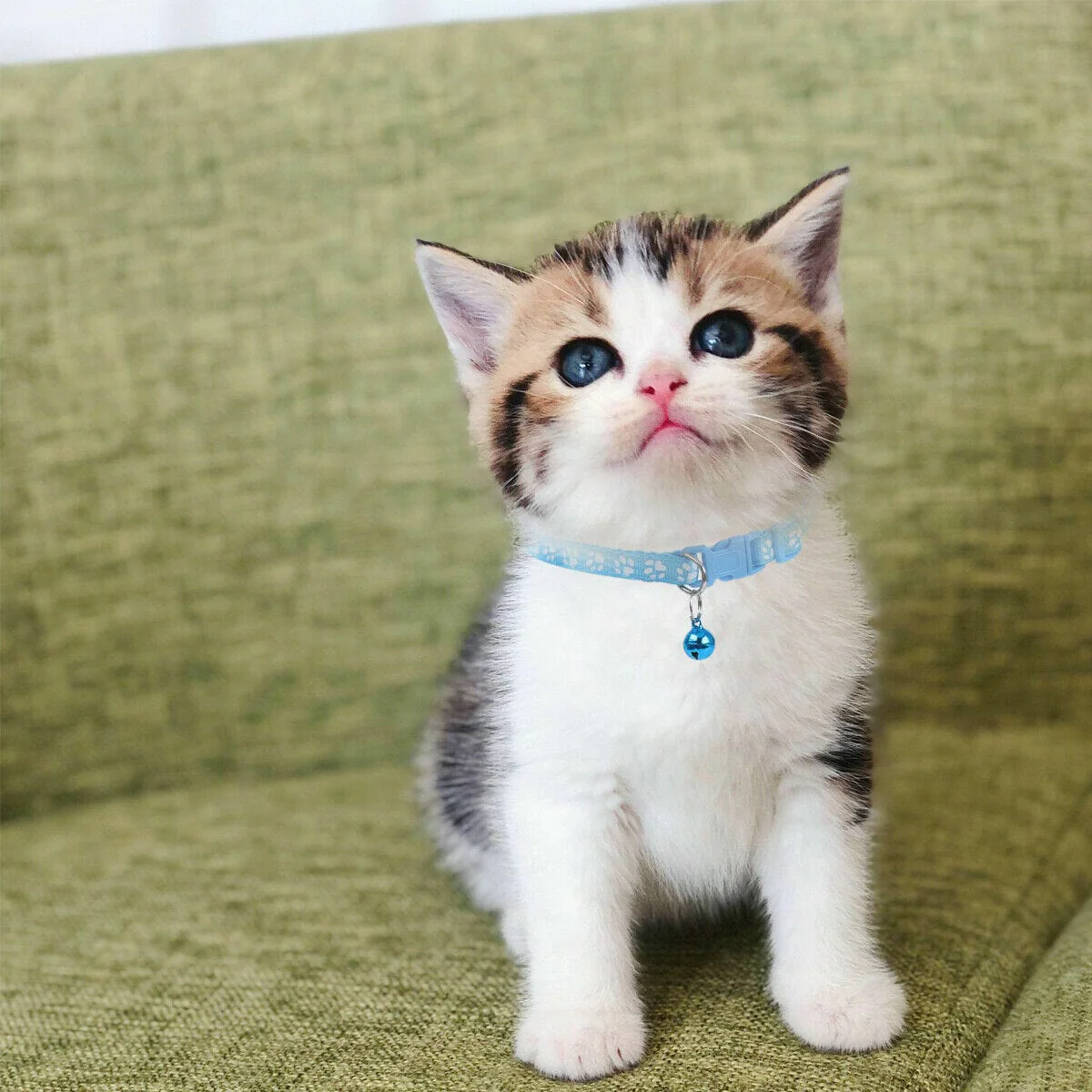 Paw Charm Pet Collars - Image 7