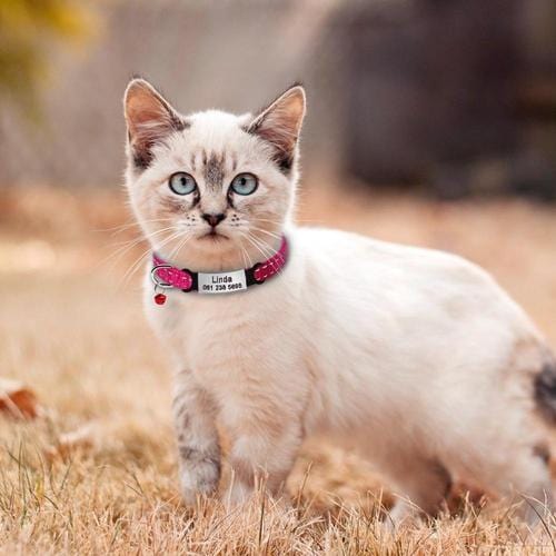 Personalized Engraved Cat Collars - Image 7