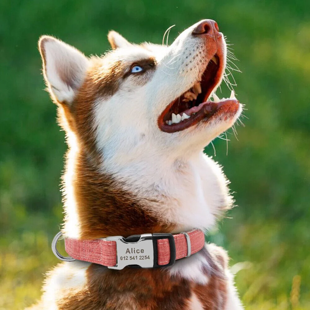 Premium Engraved Collars - Image 5