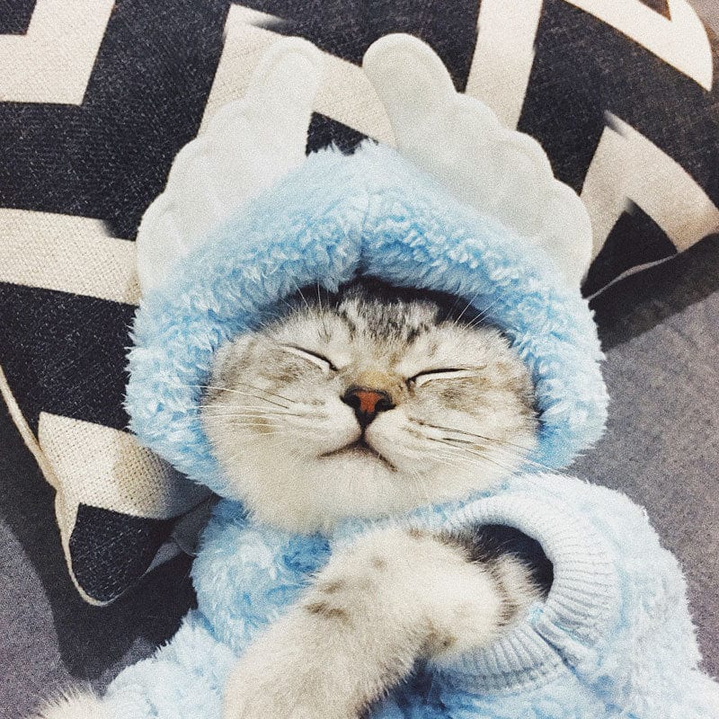 Teddy Bear Cat Hoodies - Image 6
