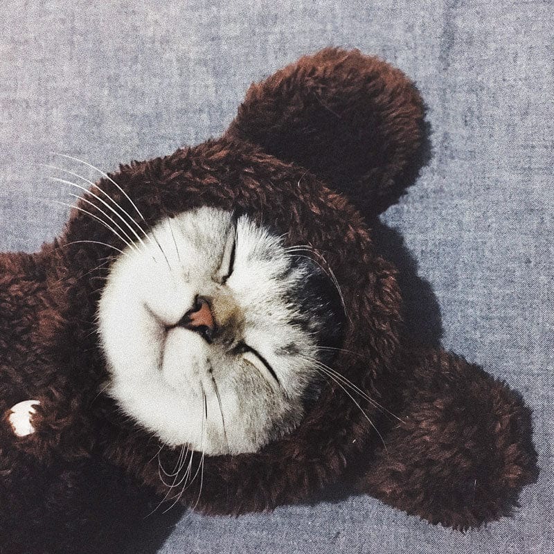 Teddy Bear Cat Hoodies - Image 8